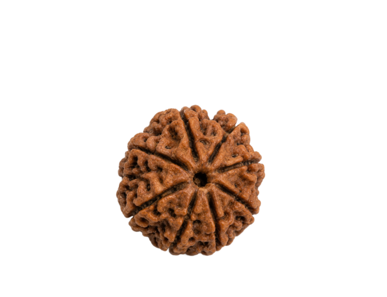 RUDRAKSHA