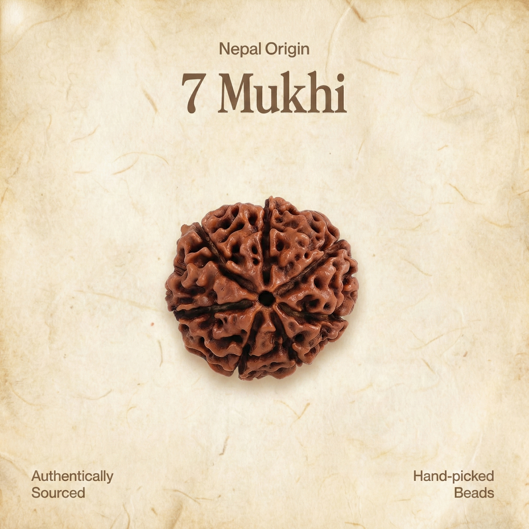 7 Mukhi Rudraksha