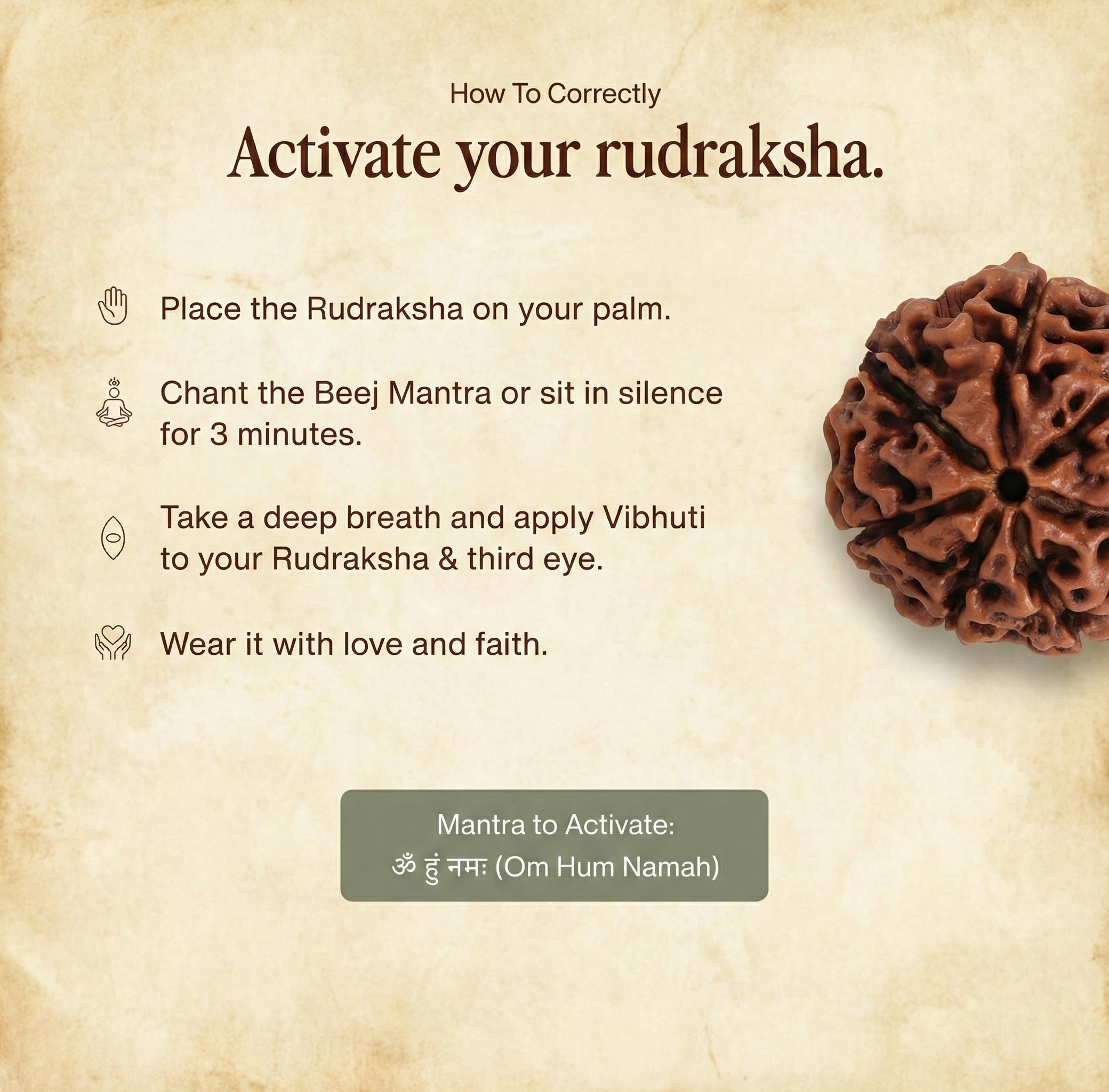 7 Mukhi Rudraksha