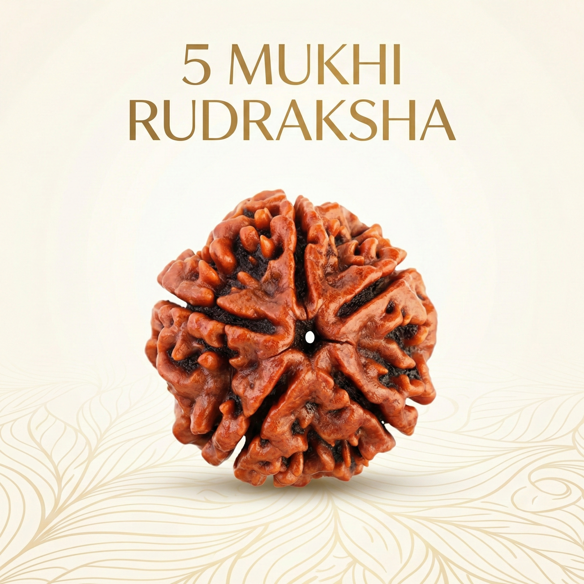 5 Mukhi Rudraksha
